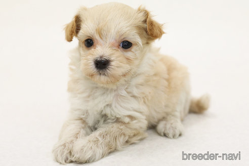 成約済の神奈川県のマルプー:マルチーズ×トイプードル-373138の2枚目